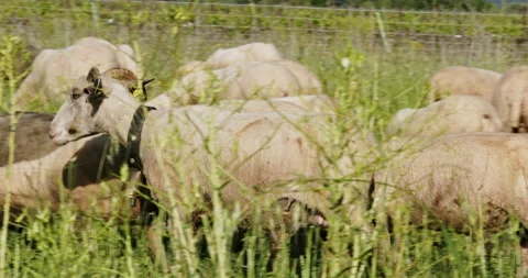 Sheep with bell in a field Stock Footage 196981256