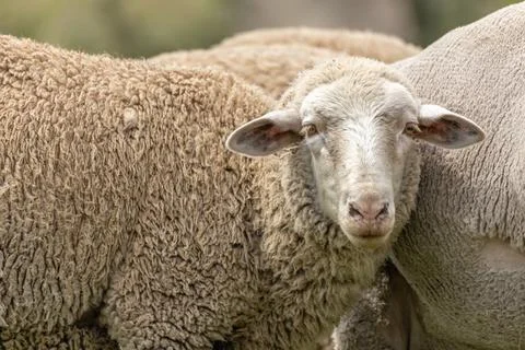 A sheep with a bemused expression on its face looking at the camera Stock Photos