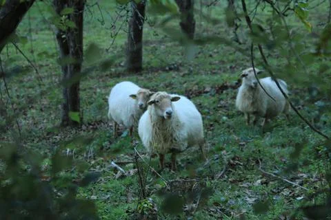 Sheep between trees Stock Photos