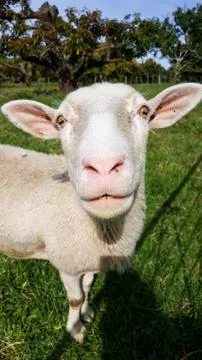 Sheep with big ears looking into camera Stock Photos