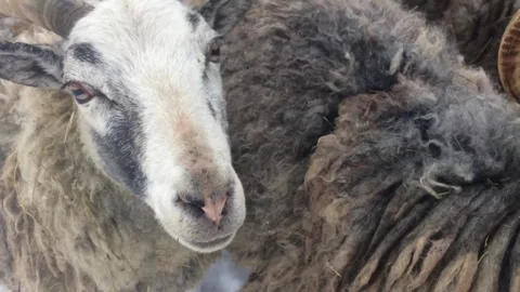 Sheep with big horns in wintertime. Video stock 251988678
