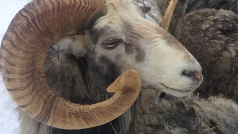 Sheep with big horns in wintertime. Stock Footage 251988679