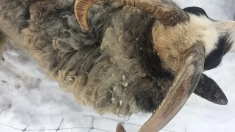 Sheep with big horns in wintertime.  Stock Footage 272186246