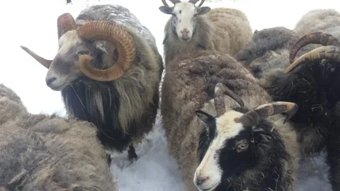 Sheep with big horns in wintertime. Video stock 272186248