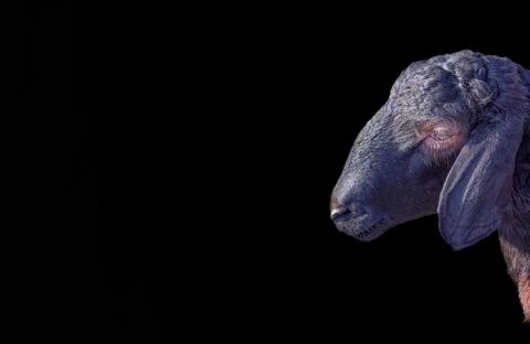 Sheep on a black background Stock-Fotos
