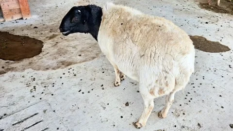 Sheep with Black Head Standing on Barn Floor 動画素材 335505124