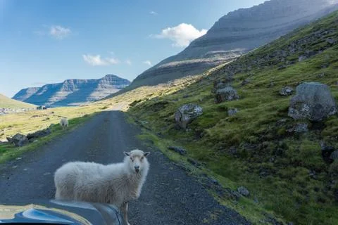 A sheep blocks the road without worrying Stock Photos