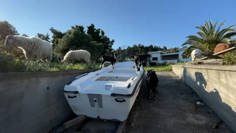 Sheep boat sea 库存影片 155347413