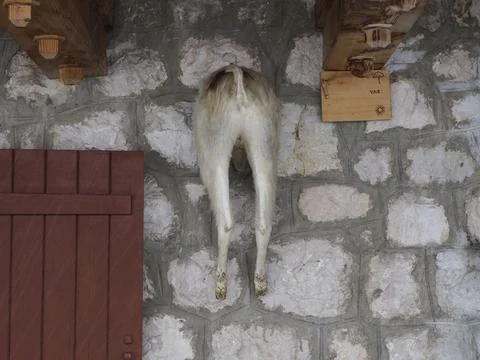 A sheep body inside a wall of mountain hut in dolomites Stock Photos