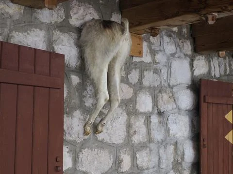 A sheep body inside a wall of mountain hut in dolomites Stock Photos