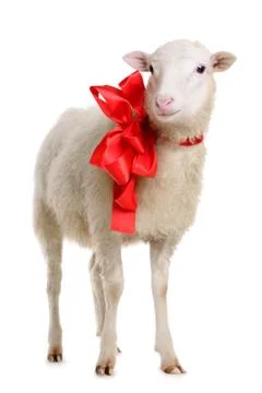Sheep with bow Stock Photos