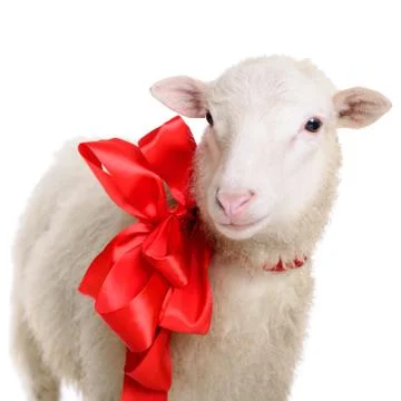 Sheep with bow Stock Photos