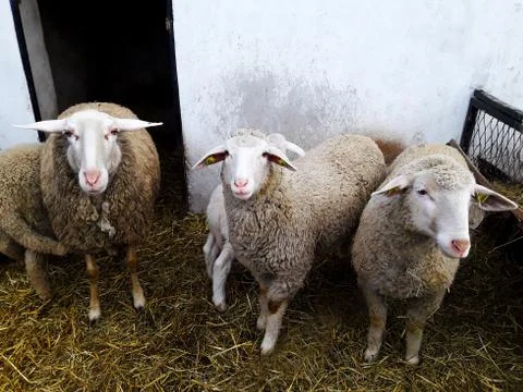 Sheep in a Box Stock Photos