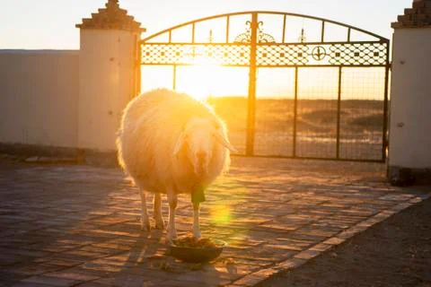 A sheep for breakfast in winter. Stock Photos