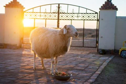 A sheep for breakfast in winter. Stock Photos