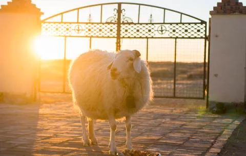 A sheep for breakfast in winter. Stock Photos