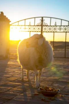 A sheep for breakfast in winter. Stock Photos