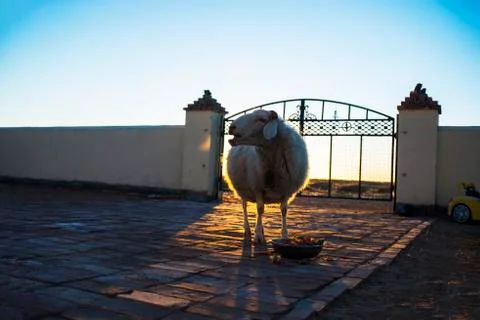 A sheep for breakfast in winter. Foto stock