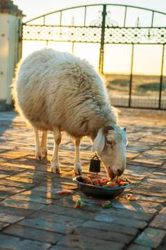 A sheep for breakfast in winter. Stock Photos