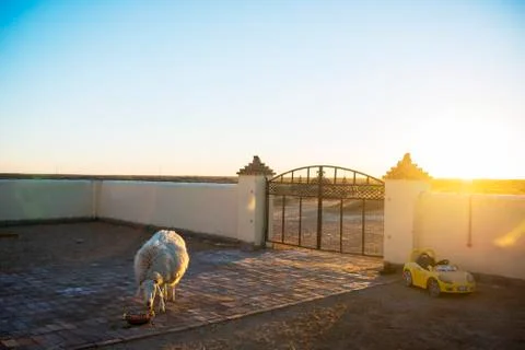 A sheep for breakfast in winter. Stock Photos
