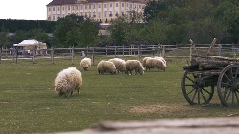 Sheep breed racka eating grass at royal estate with palace and carriage view.  Video stock 79222048