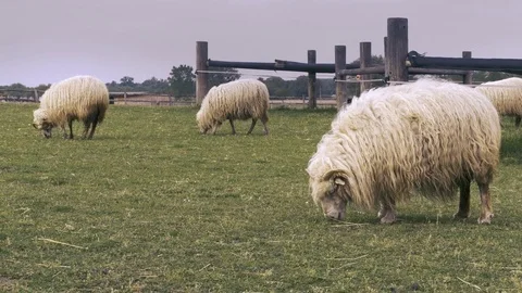 Sheep breed racka eating grass at farm near the wooden fence with dark clouds  Video stock 79222180