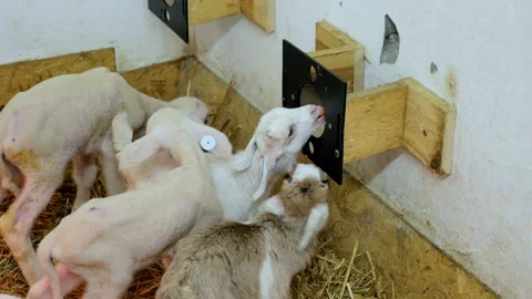 Sheep Breeding. The Artificial Feeding of Lambs on a Dairy Farm Stock Footage 87659444