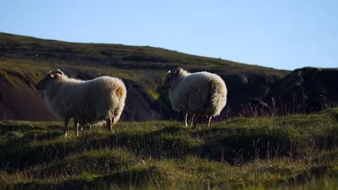 Sheep breeding in the field Video stock 141846367