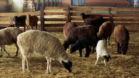 Sheep . Breeding Lambs on the Farm . Sheep and Lambs are in the Sheepfold Stock Footage 71411645