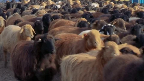 Sheep . Breeding Lambs on the Farm . Sheep Grazing in a Meadow Stock Footage 71414236