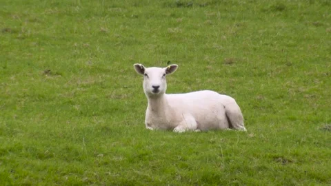 Sheep in British countryside Stock Footage 247361001