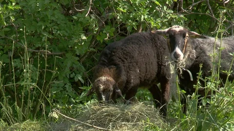 Sheep browsing Stock Footage 72703566