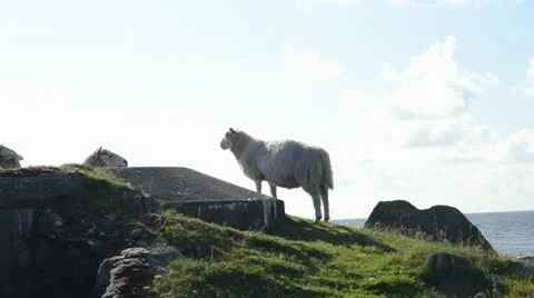 Sheep on bunker Stock Footage 18010884