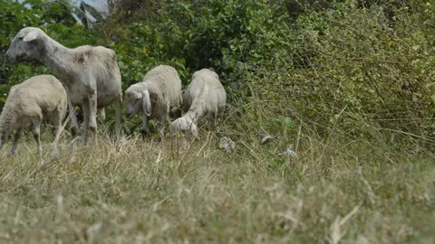 Sheep in the bush Stock Footage 212546129