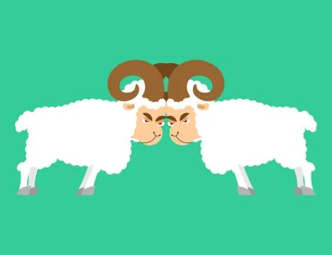 Sheep to butt. Confrontation beast. Competition of male ram. Battle farm anim Stock Illustration