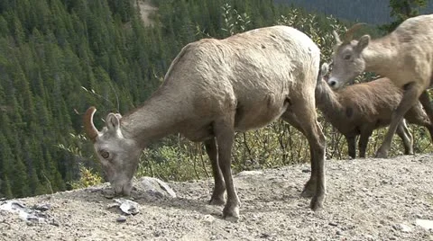 SHEEP BUTT HEADS 動画素材 20435642