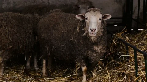 Sheep in cage at county fair Stock Footage 70659202