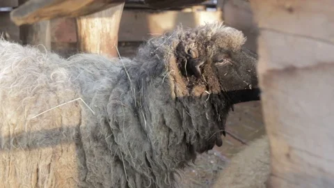 Sheep in cage at county fair Vidéo 73198591