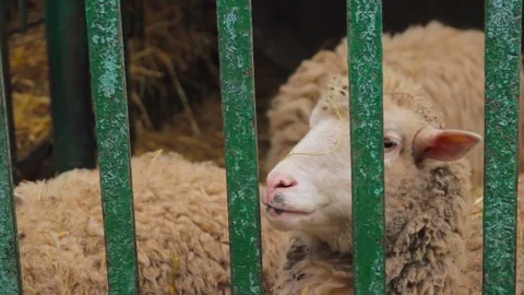 Sheep in cage at county fair Stock Footage 73200927