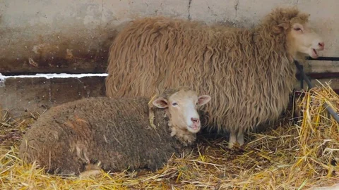 Sheep in cage at county fair Stock Footage 73201174