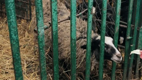 Sheep in cage at county fair 库存影片 73770209