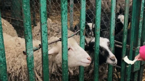 Sheep in cage at county fair Видео 73770285