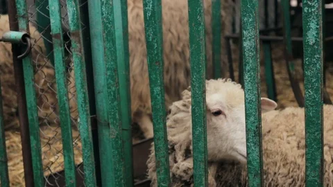 Sheep in cage at county fair Stock Footage 73782055