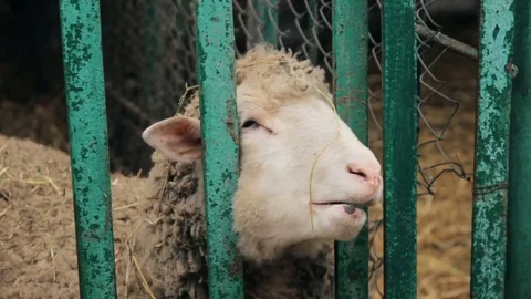 Sheep in cage at county fair Vidéo 73782130