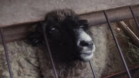 Sheep in cage at county fair Stock Footage 74510867