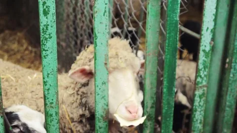 Sheep in cage at county fair Stock Footage 74511081