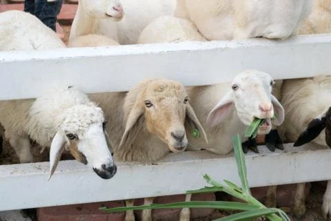 Sheep in a cage Stock Photos