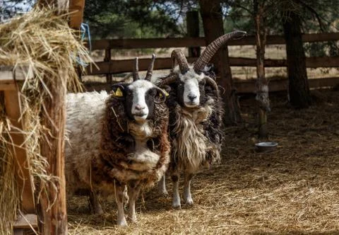 Sheep in the cage Stock Photos