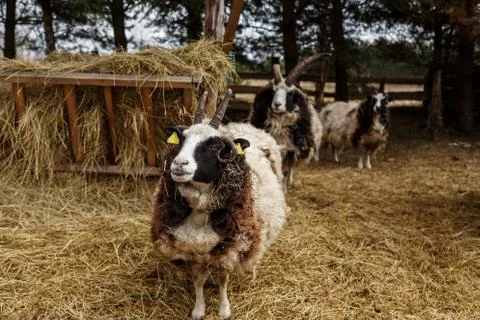 Sheep in the cage Stock Photos