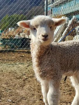 Sheep in cage Stock-Fotos